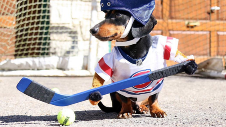 Canine hockey game goes viral as deckedout dogs face off (VIDEO) — RT