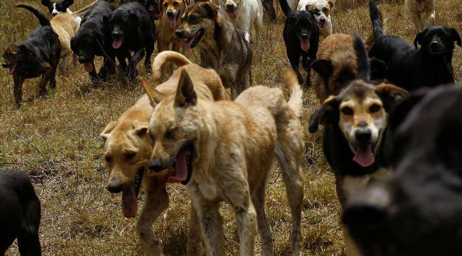 Pack of 50 stray dogs attack, partly eat elderly woman at Indian beach