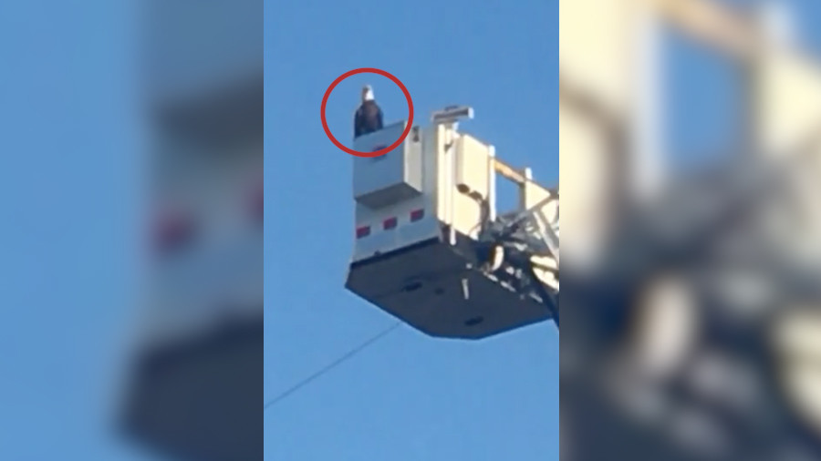 The eagle has landed National symbol joins 9/11 commemoration, crowd