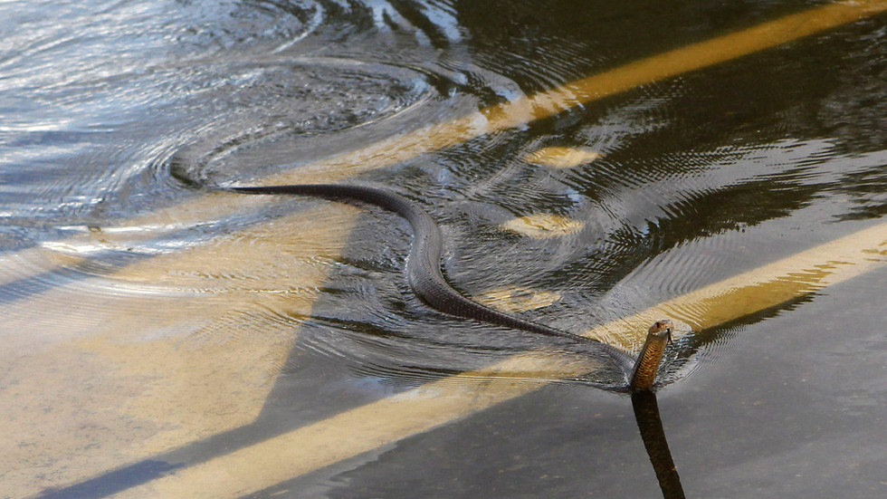 Australians warned of crocodiles & snakes swarming in flooded areas