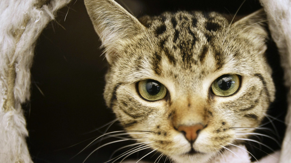 Schrödinger’s cat CAN be saved, groundbreaking new research reveals