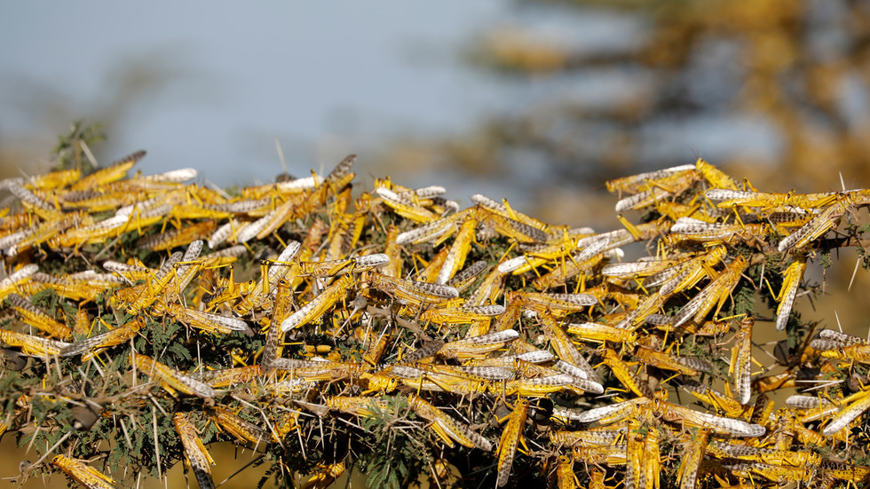 Terrifying scenes as massive LOCUST swarm invades Indian city (VIDEO