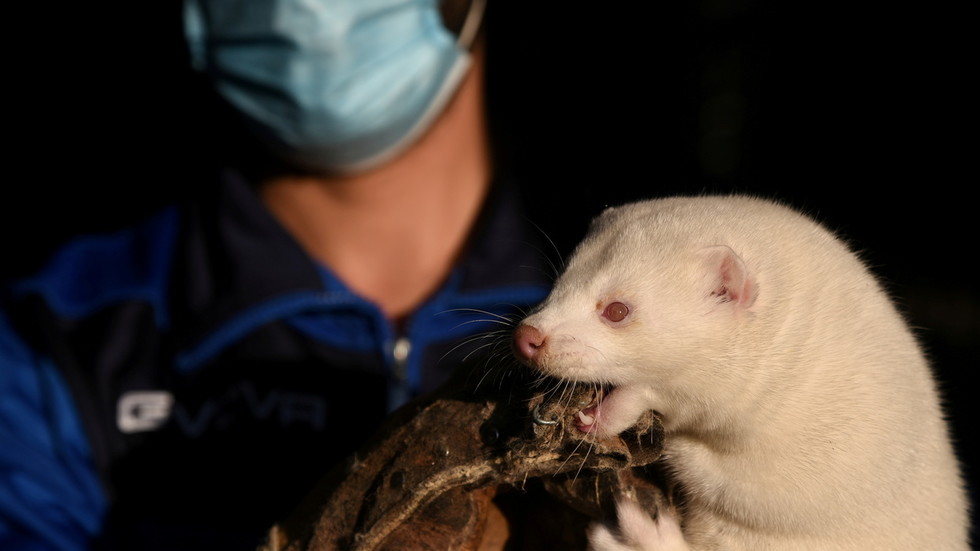 Mutant Covid19 strain that jumped from minks to humans is ‘most likely