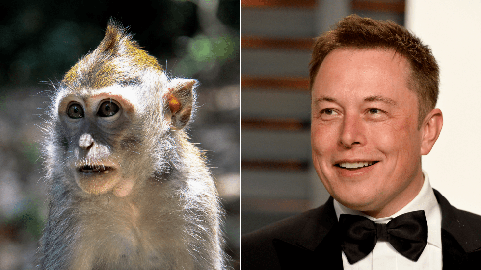 Elon Musk says his Neuralink startup has a brainchipped MONKEY who plays video games — RT USA News