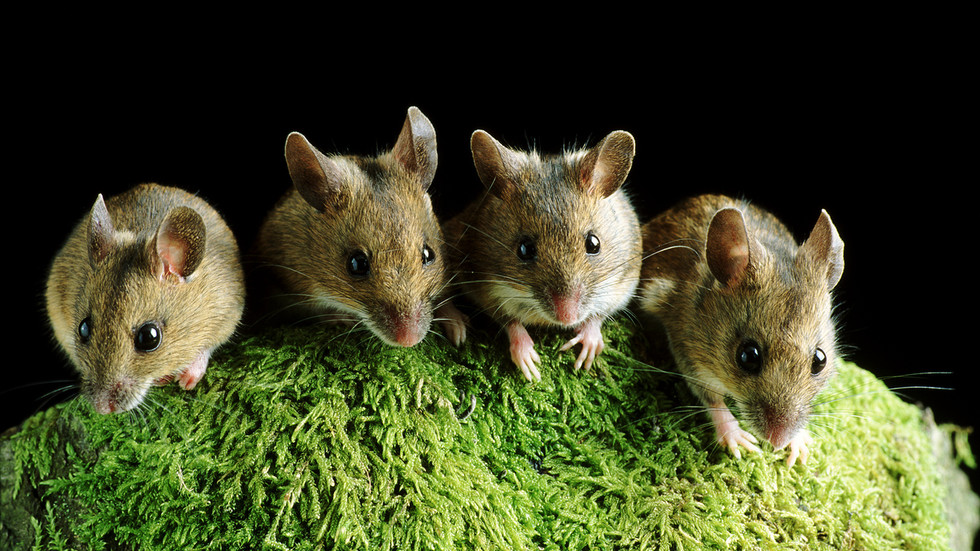 Omicron Covid strain evolved in mice Chinese study — RT