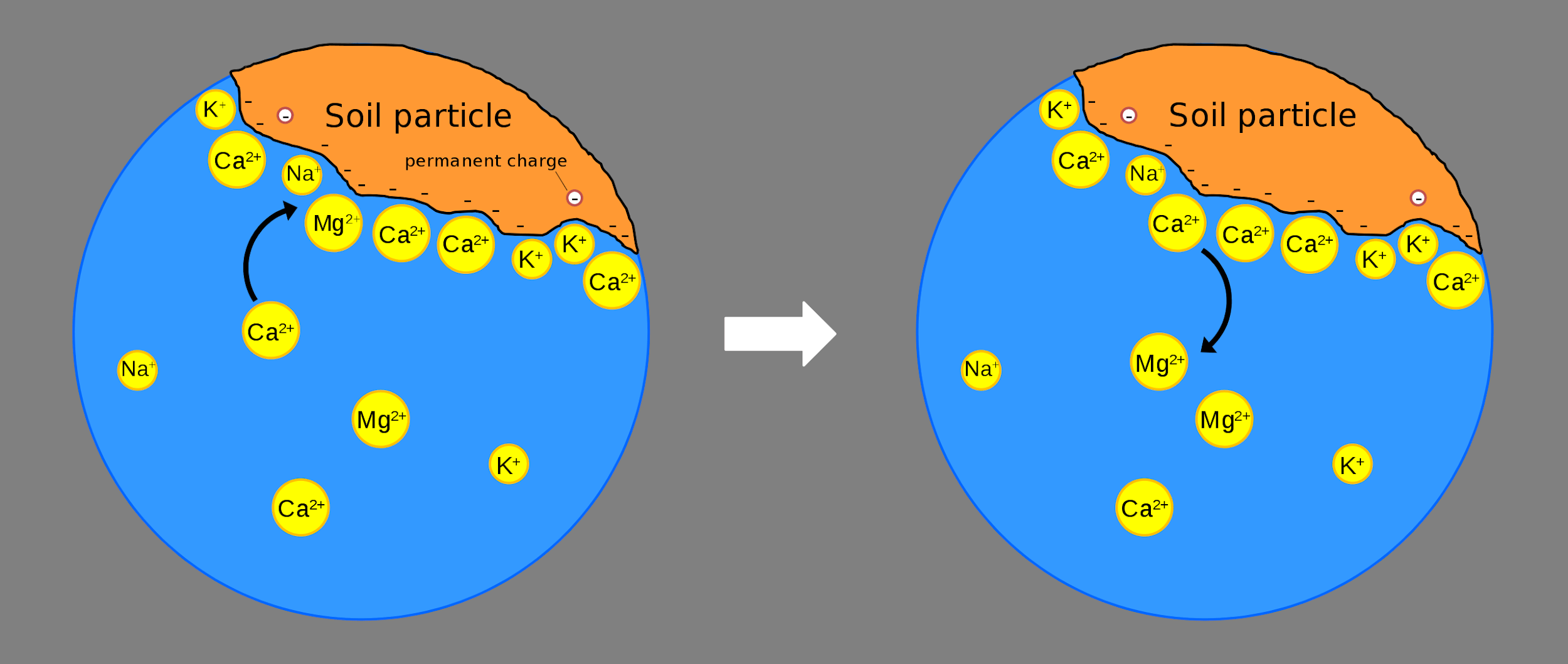 The Crucial Role of Ion Exchange Capacity in Soil Productivity