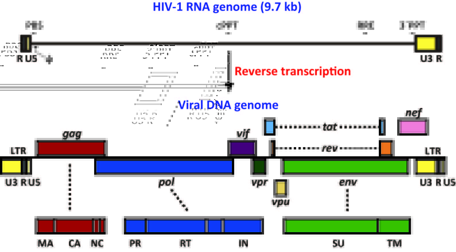 Gene Regulatable Lentiviral Vector System IntechOpen
