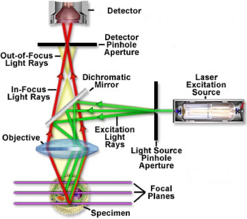Confocal Endomicroscopy IntechOpen