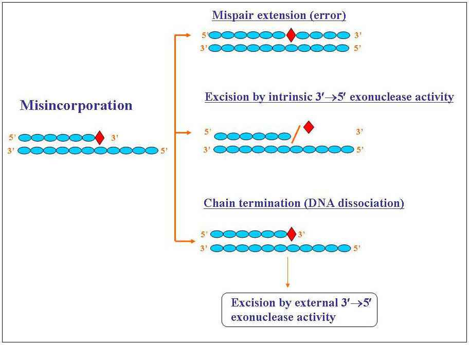 The Role of P53 Exonuclease in Accuracy of DNA Synthesis and