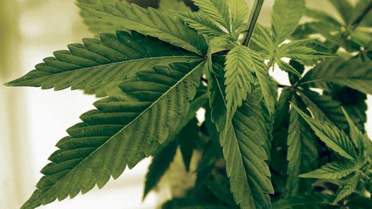 Bill to legalize marijuana in NJ introduced in new session