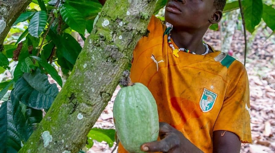 Chocolate companies help end child exploitation