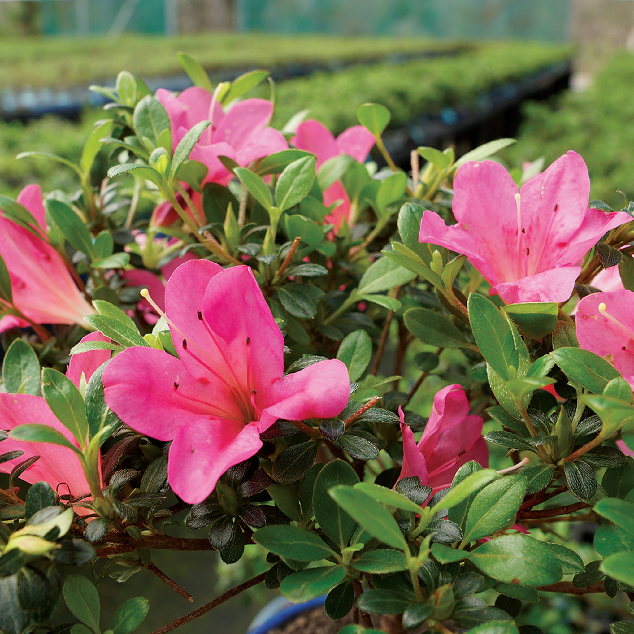 Flowering Satsuki Azalea Prime Bonsai