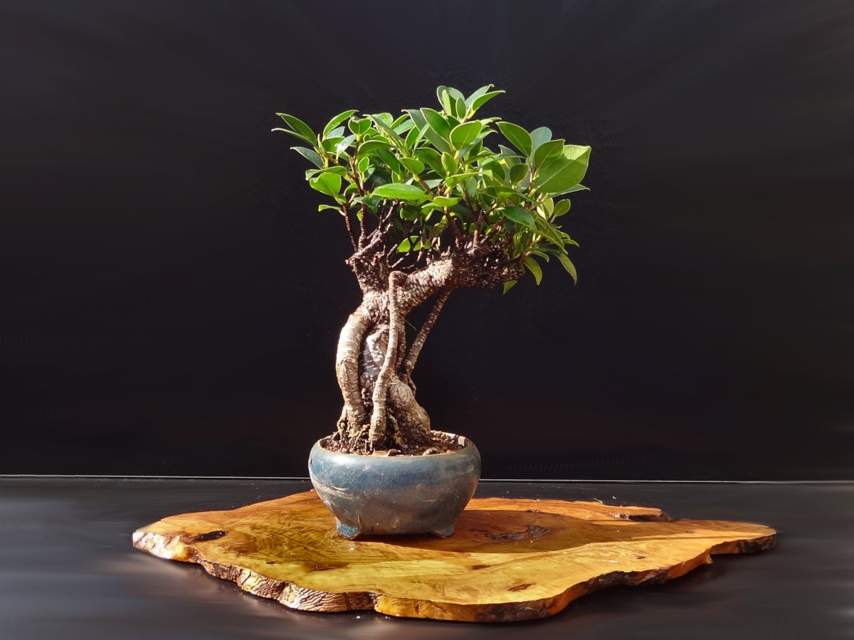How to Care for a Ficus Bonsai Tree? Prime Bonsai