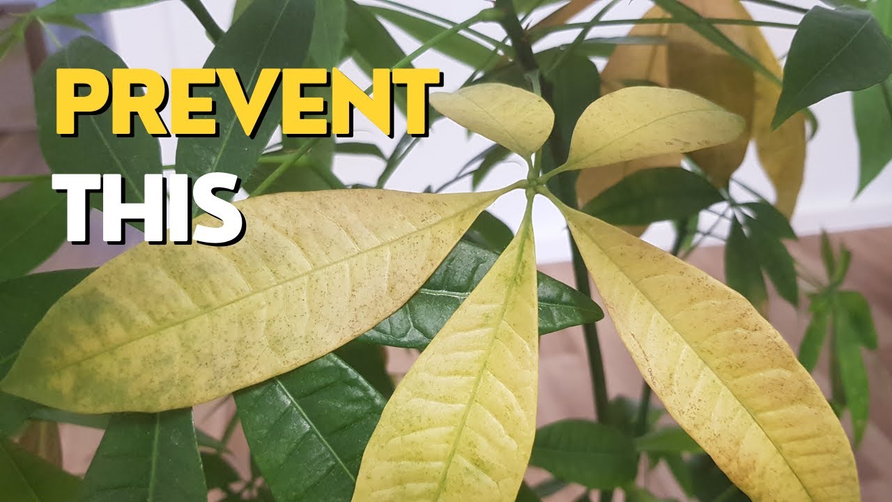 Money Tree Leaves Turning Brown Causes and Fixes Prime Bonsai