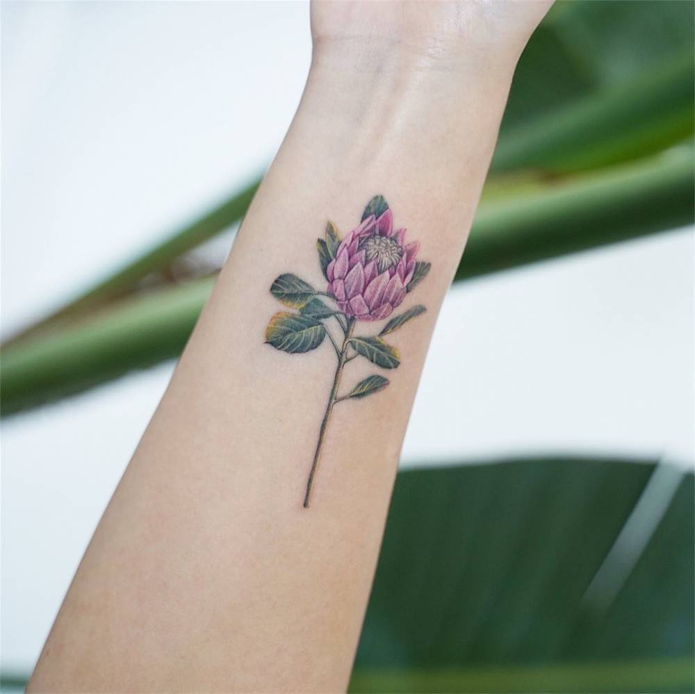 King Protea