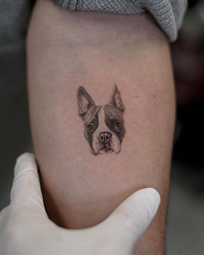 Boston terrier portrait tattoo located on the inner