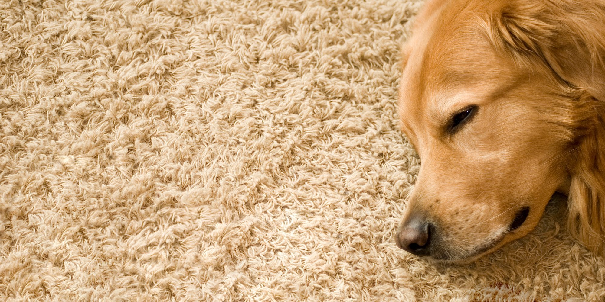 Pet Odor Removal ChemDry of Summerville Drier, Cleaner & Healthier