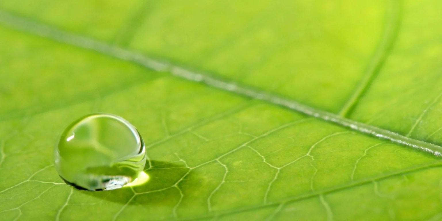 Green Certified Carpet Cleaning ChemDry of Summerville