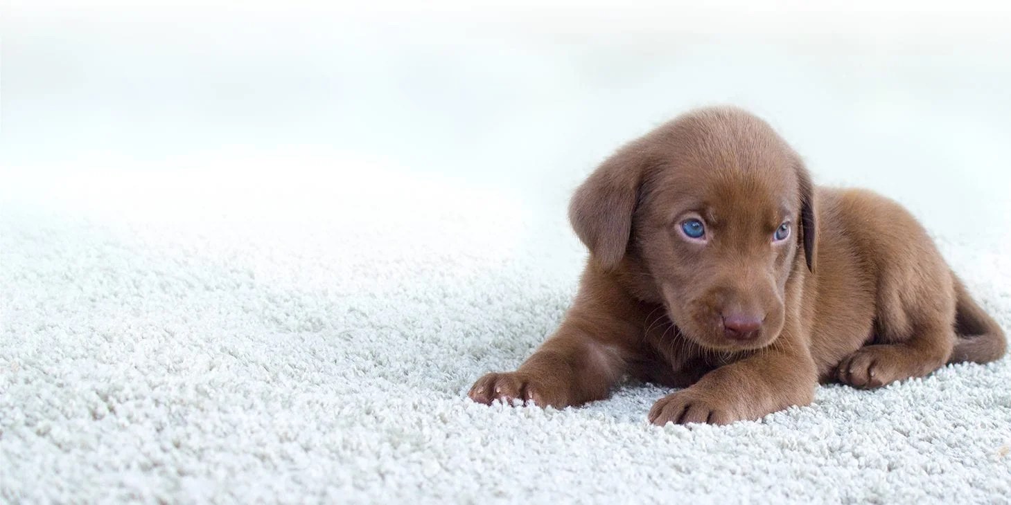 Pet Odor Removal ChemDry of Summerville Drier, Cleaner & Healthier