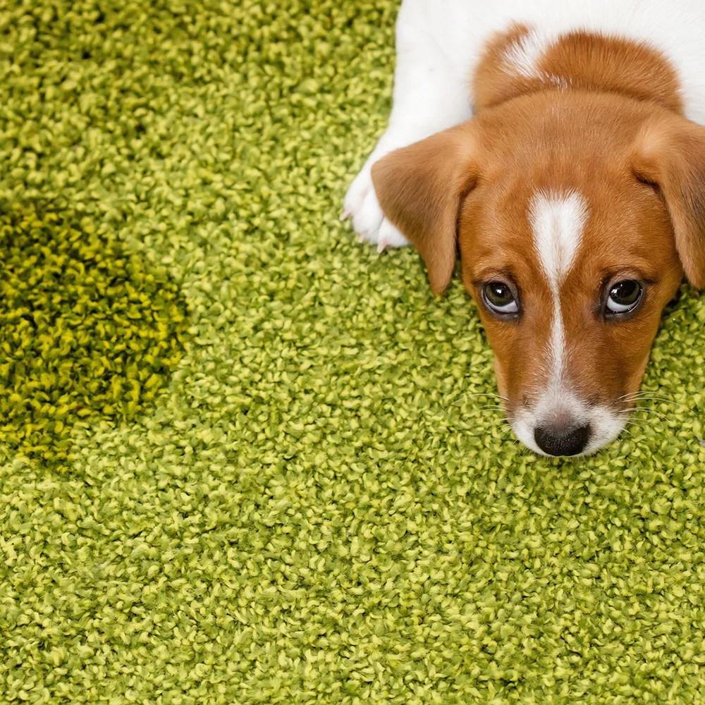 Can Stanley Steemer Remove Dog Urine