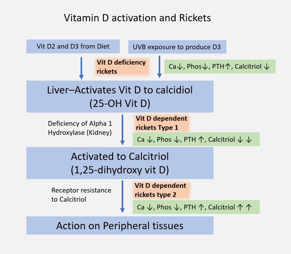 Rickets and Osteomalacia Causes Why Do These Diseases Occur?