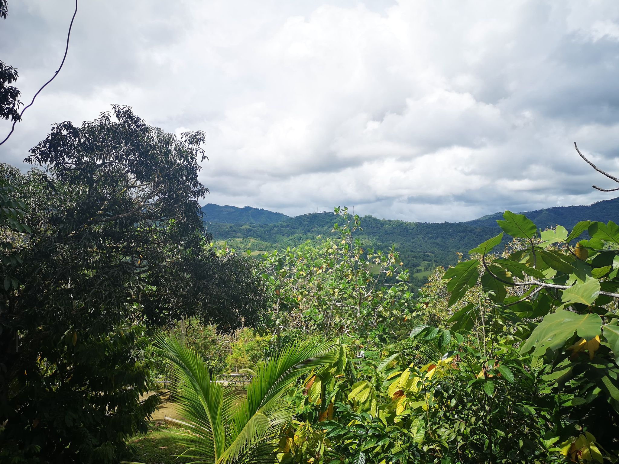 Paril Farm for SALE Cebu City Titled Property Cebu Dream Investment