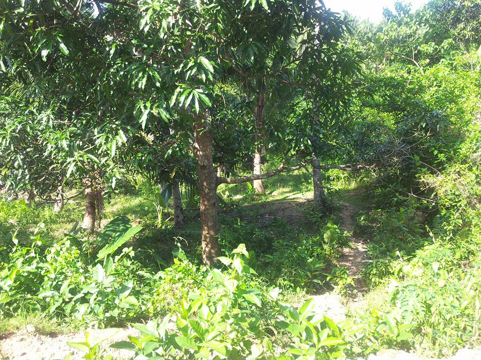 Lot with Bungalow house for sale in Tapon Dumanjug Cebu Cebu Home