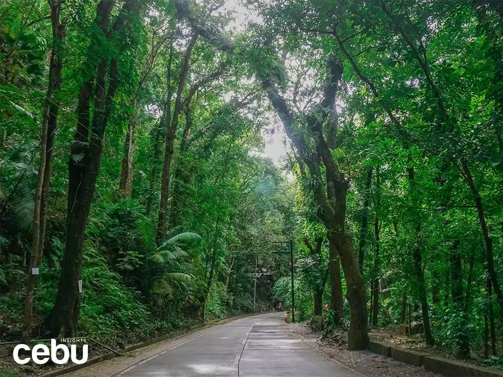 Minglanilla's ManMade Forest Brand New Trekking Highlight