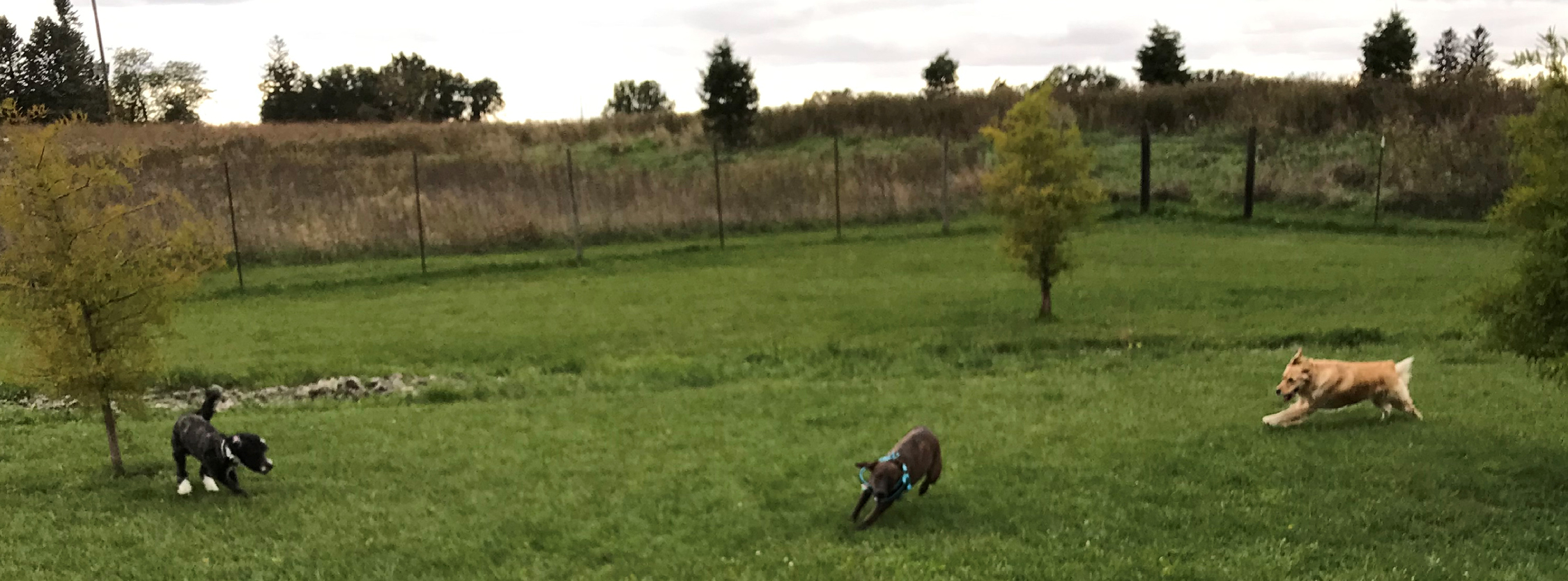 The Best DogFriendly Places in Cedar Rapids, IA