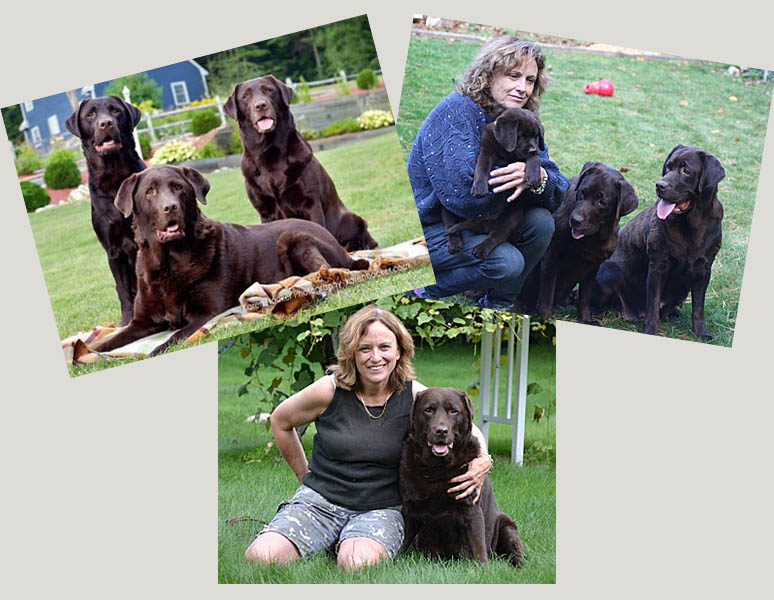 Cedarbay Labrador Retrievers Contact New Hampshire Breeders Labs NH