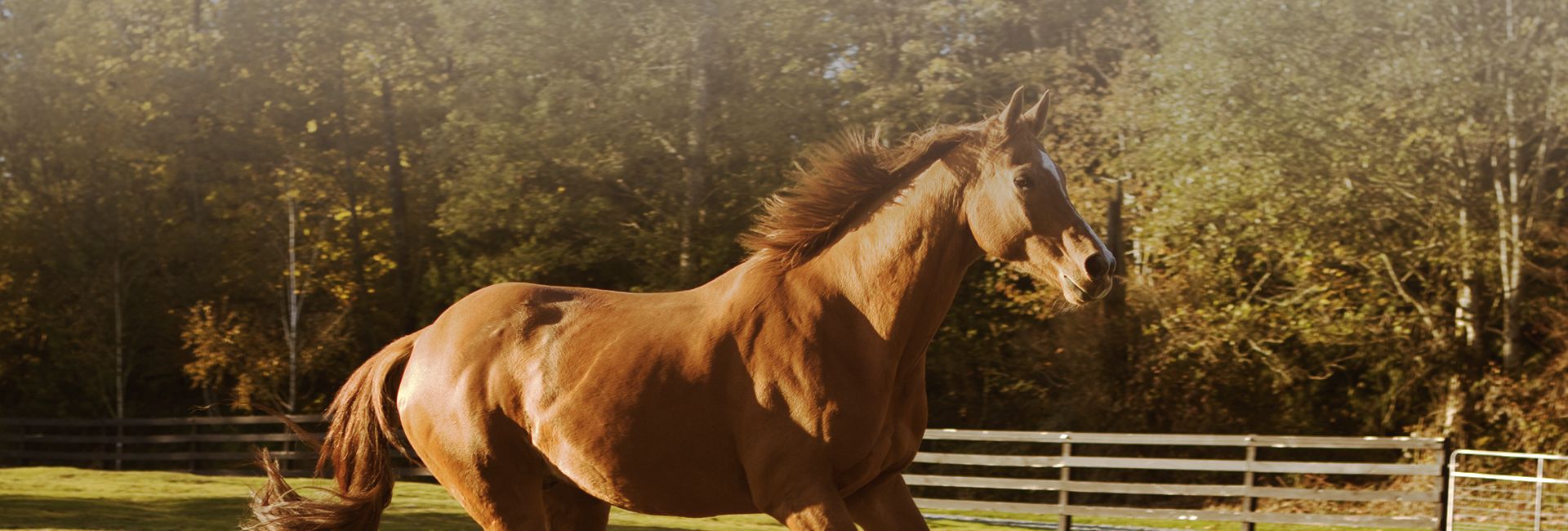 Cedarbrook Veterinary Care Horse Sports Medicine Snohomish, Monroe