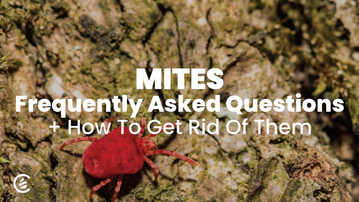 Mite FAQs How to Get Rid of Mites Cedarcide