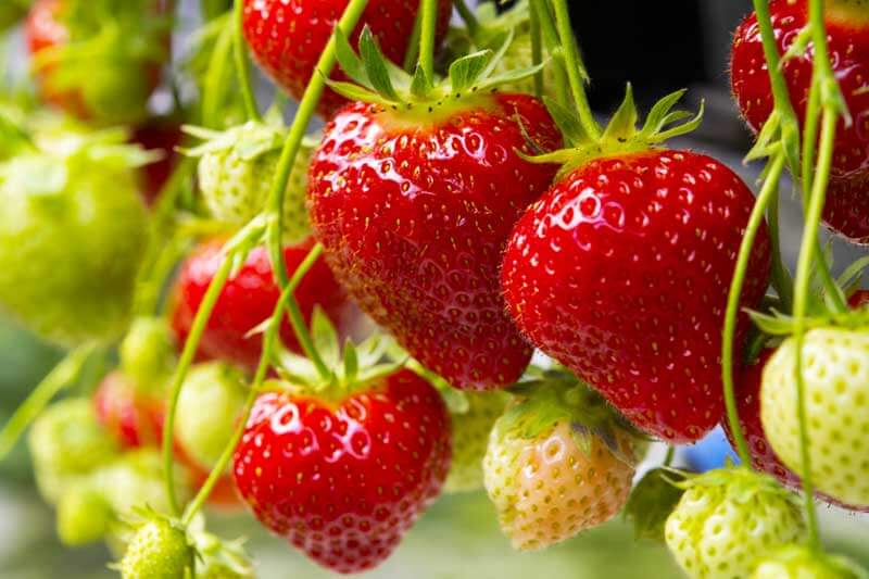 How to grow strawberries Cedarcrest Gardens