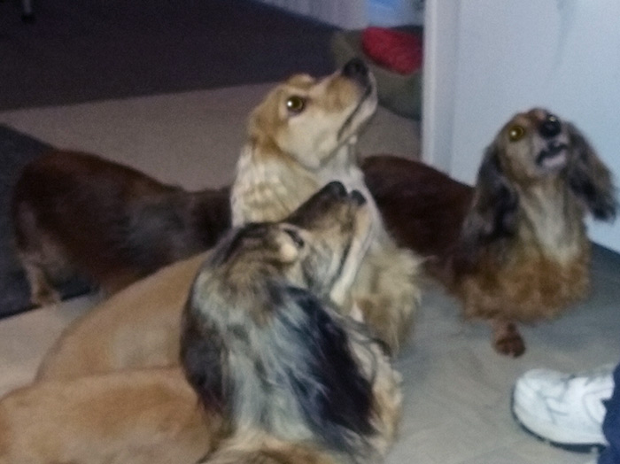 Do You Smell That? Cedarcroft Miniature Dachshunds