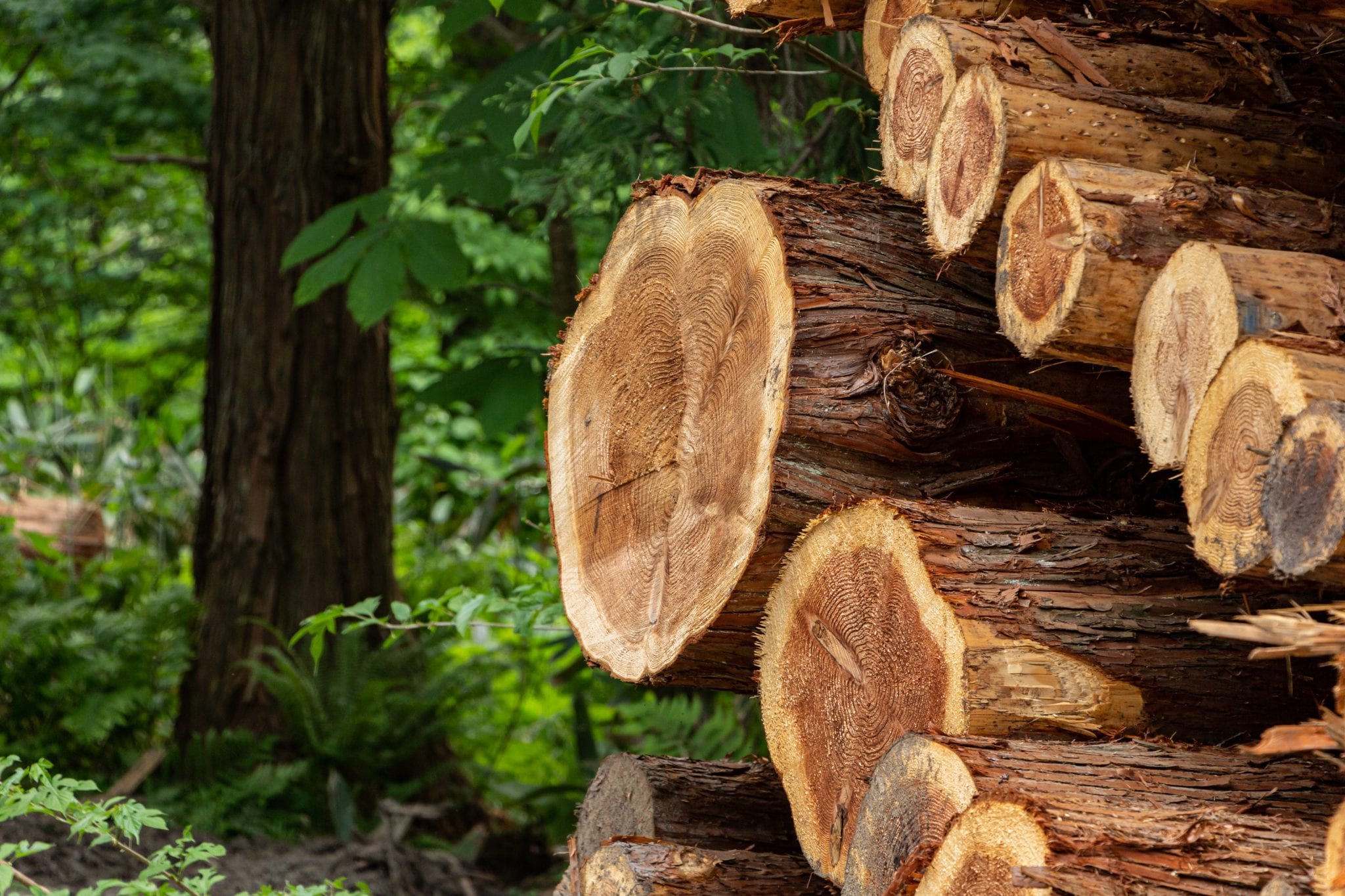 Besides Fencing, What Is Cedar Good For In My Yard?