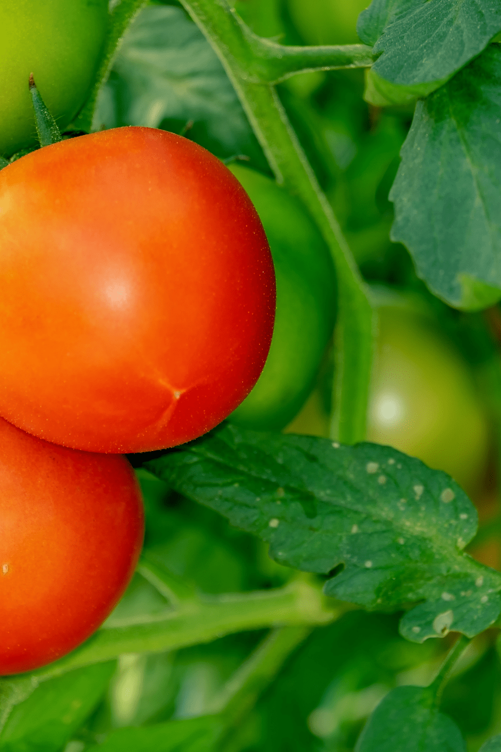 The Ultimate Guide to Determinate Versus Indeterminate Tomatoes Cedar