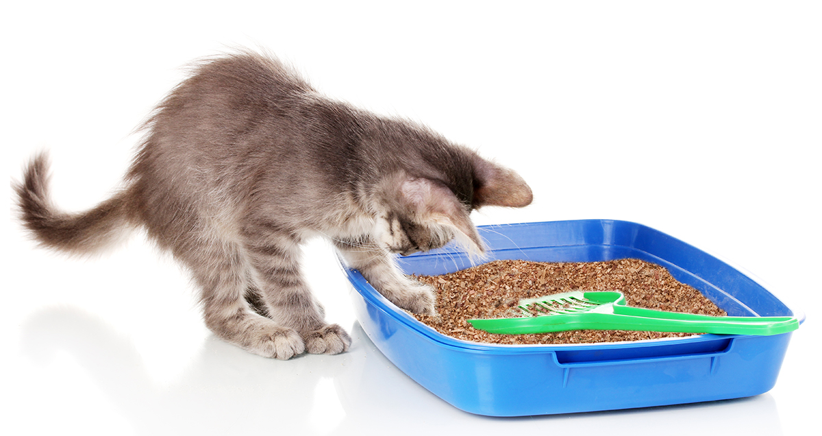 How to Change Your Cat Litter Box All Natural Cedarific & Easy Earth
