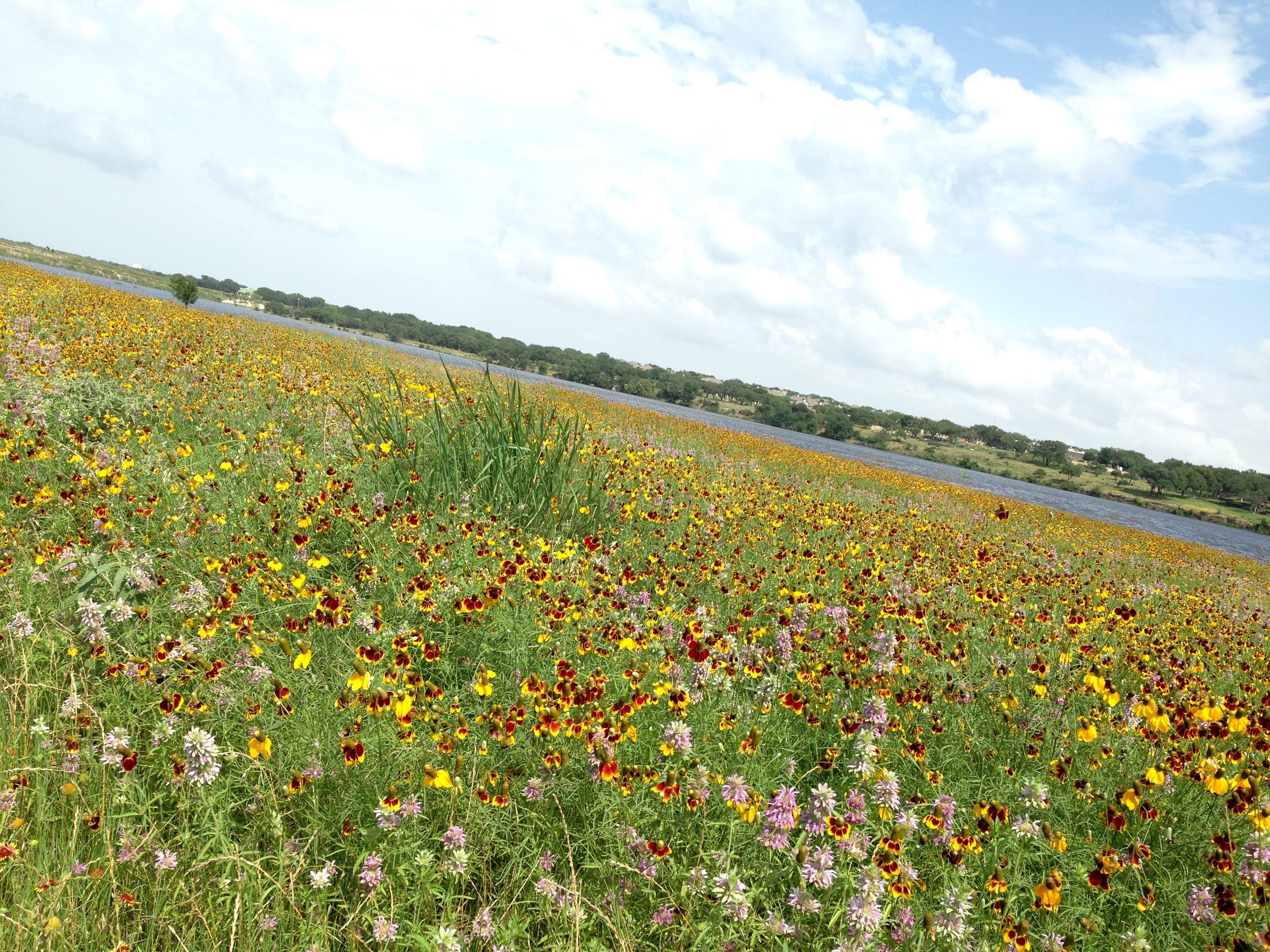 Cedar Park Wildflowers Cedar Park Texas Living