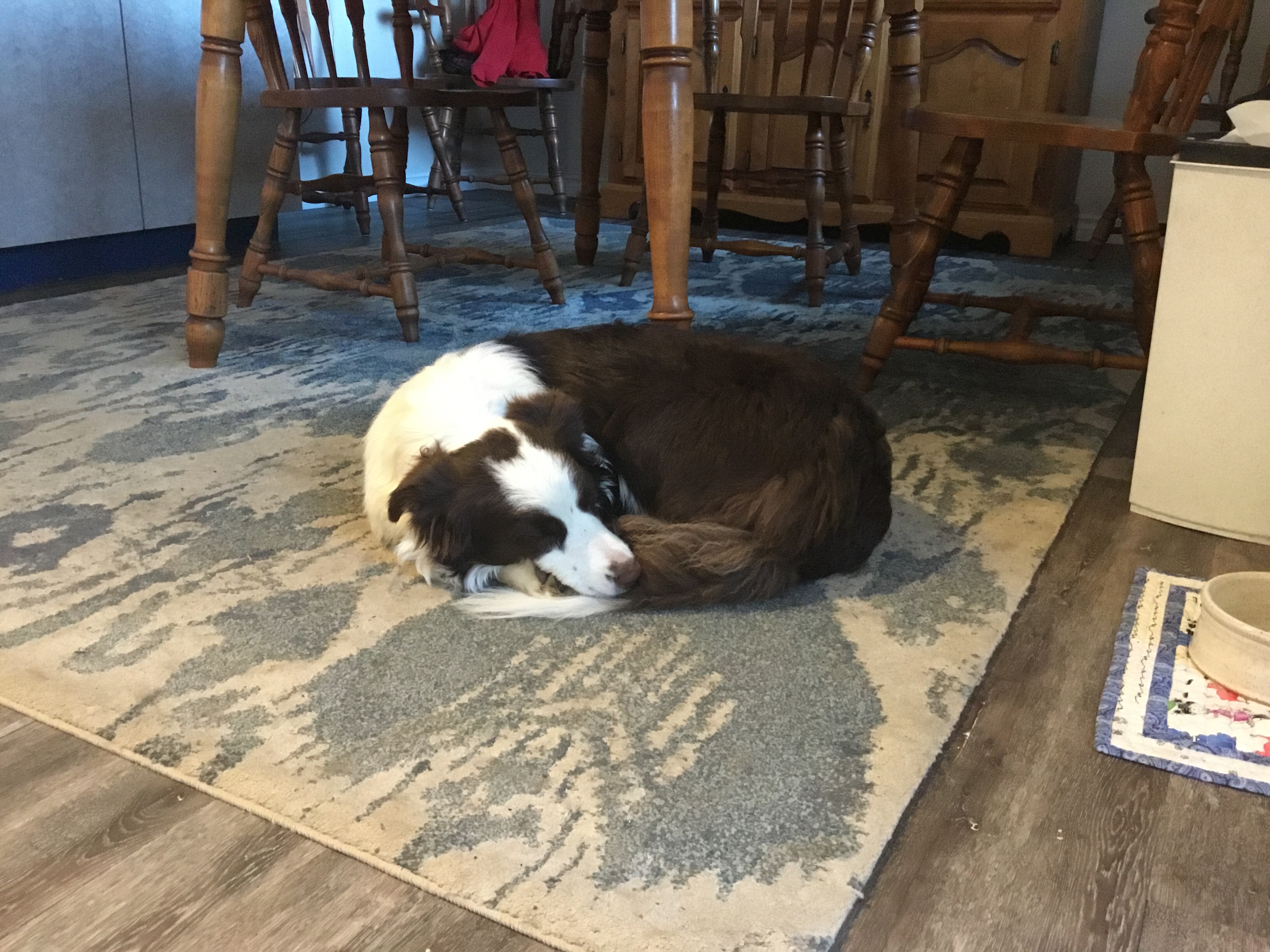 Sleeping Dogs Cedar Shavings