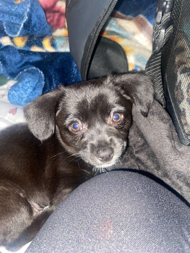 Cedar Veterinary Hospital Gallery Vet Clinic In Fresno, CA 93703