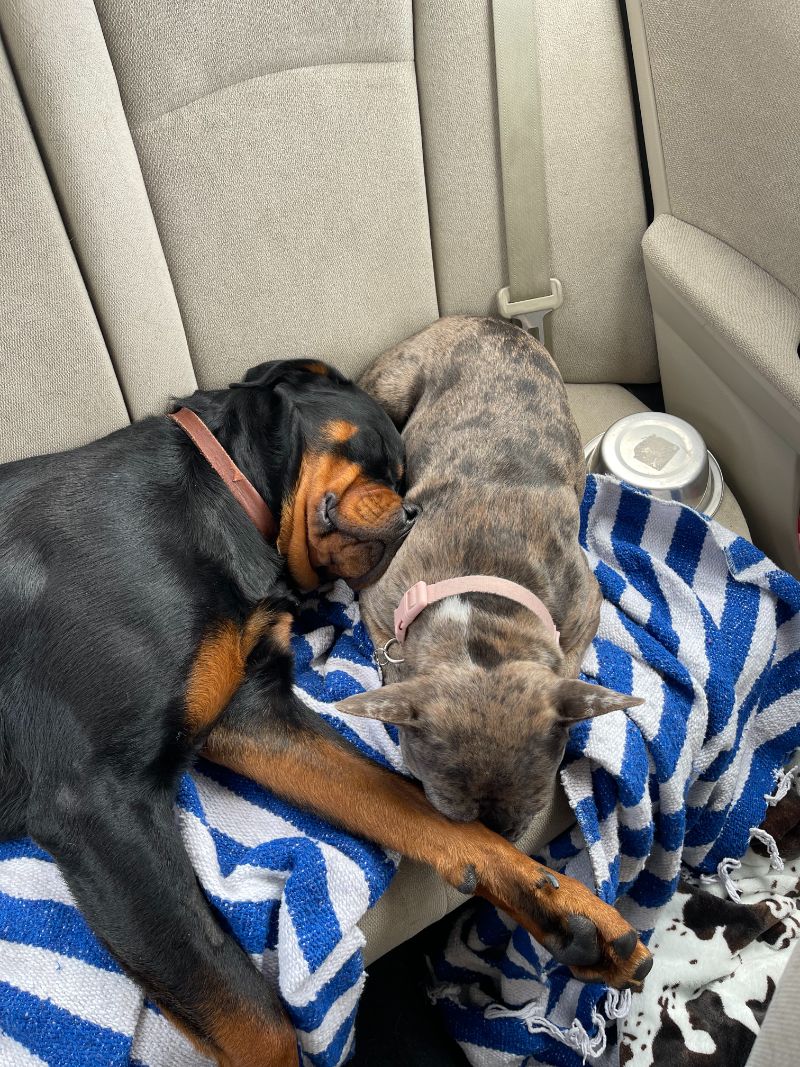 Cedar Veterinary Hospital Gallery Vet Clinic In Fresno, CA 93703