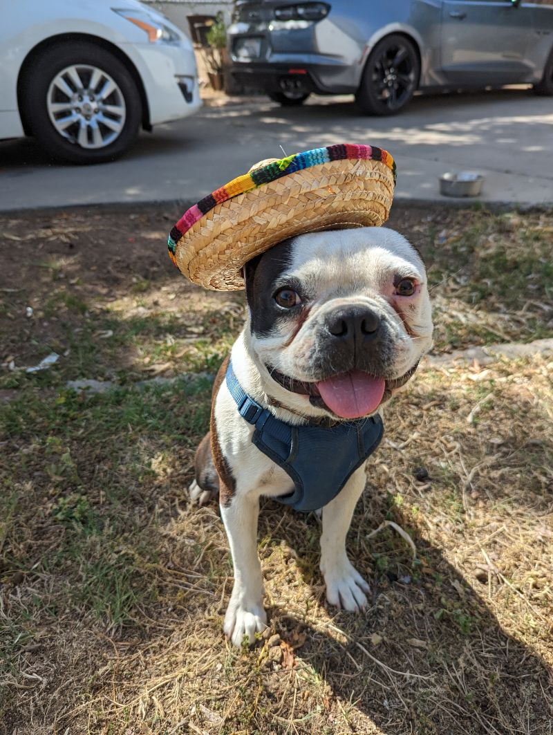 Cedar Veterinary Hospital Gallery Vet Clinic In Fresno, CA 93703