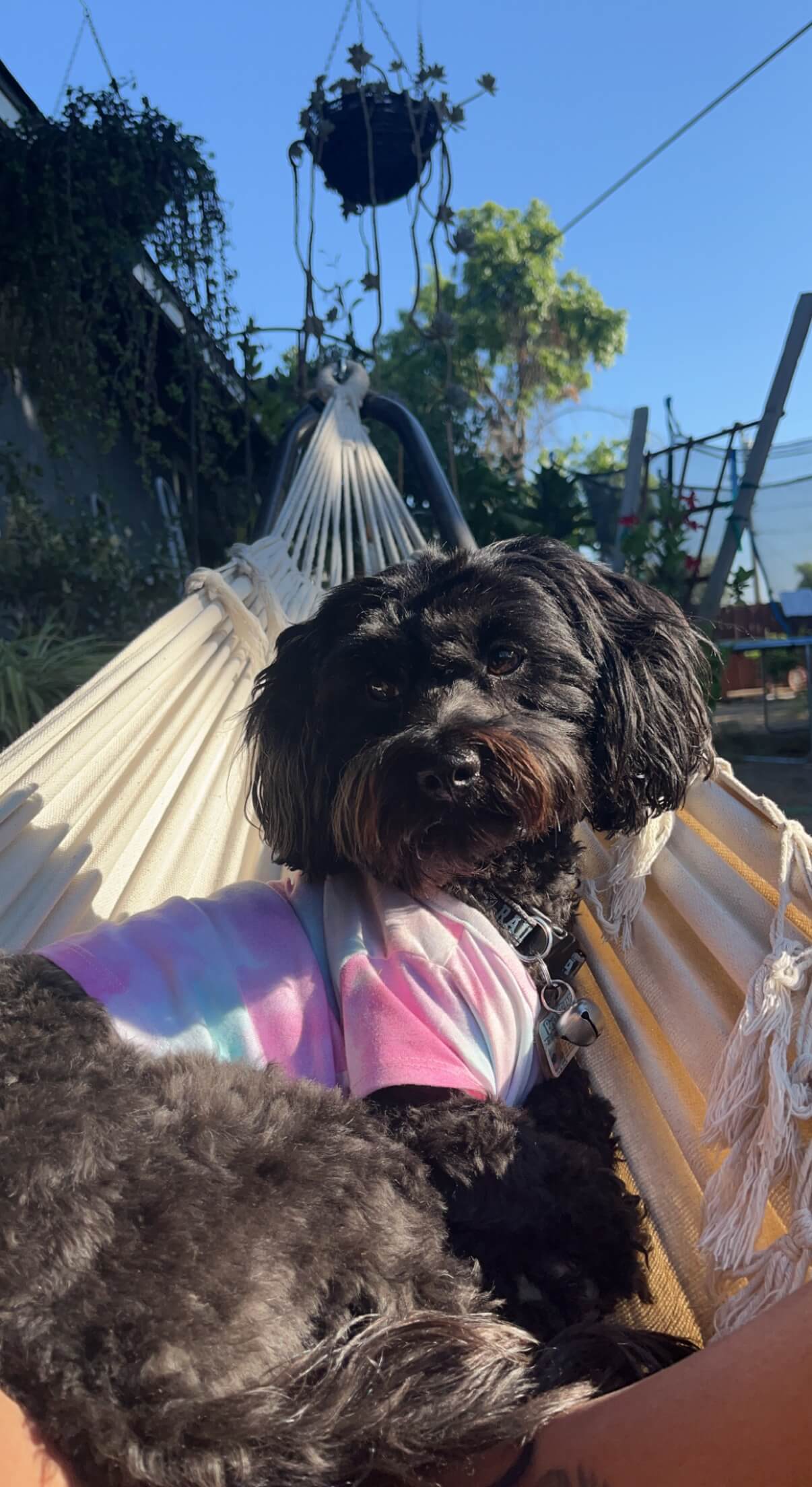 Cedar Veterinary Hospital Gallery Vet Clinic In Fresno, CA 93703