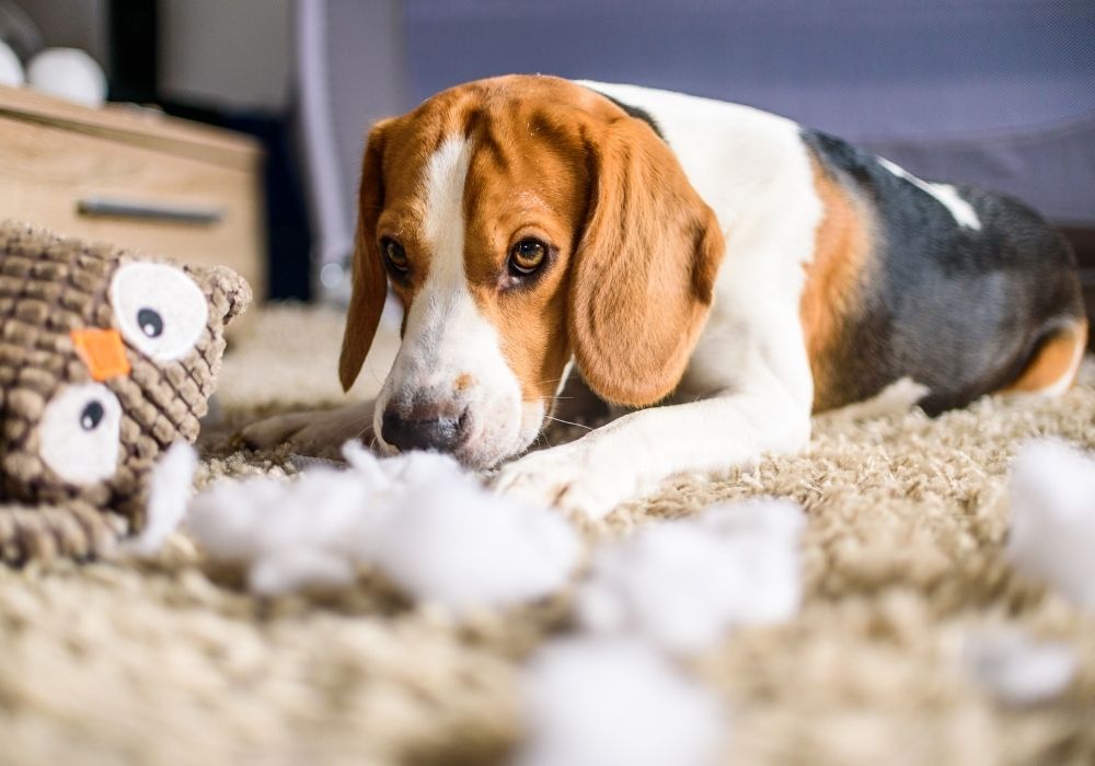 Pet Emergency and Specialists New Lenox Cedar Way Veterinary Clinic