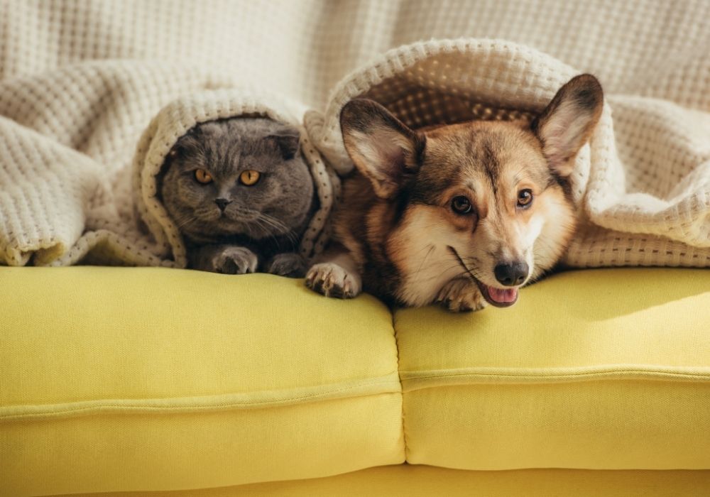 Pet Photo Gallery New Lenox, IL 60451 Cedar Way Veterinary Clinic