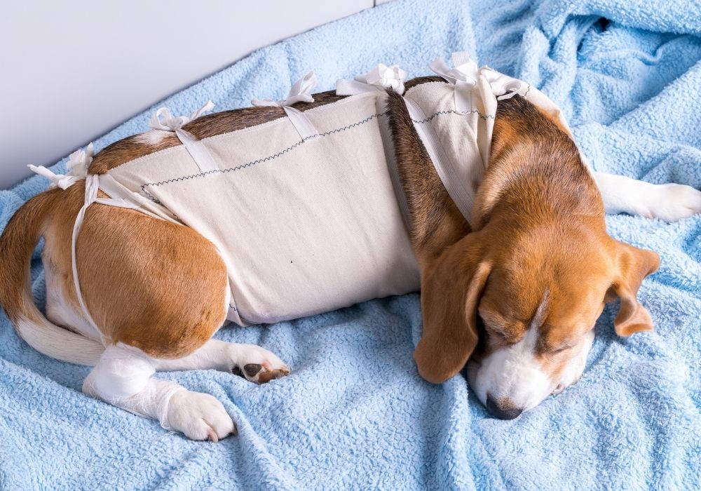 Pet Surgery New Lenox, IL 60451 Cedar Way Veterinary Clinic