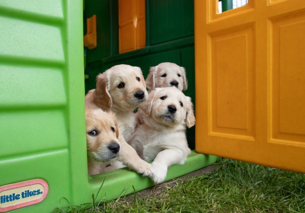 New Lenox, IL 60451 Veterinarians Cedar Way Veterinary Clinic