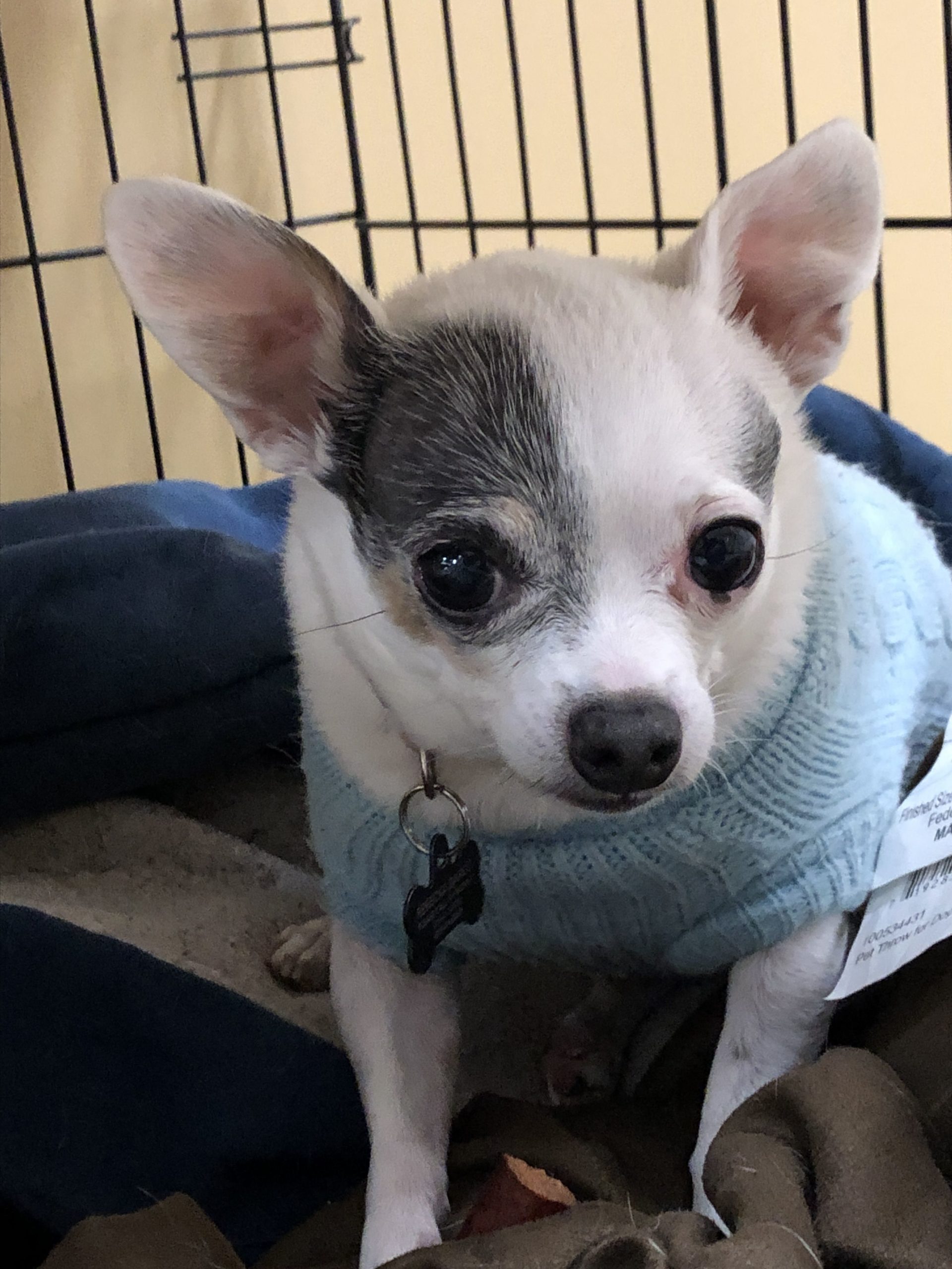 Pet Photo Gallery New Lenox, IL 60451 Cedar Way Veterinary Clinic