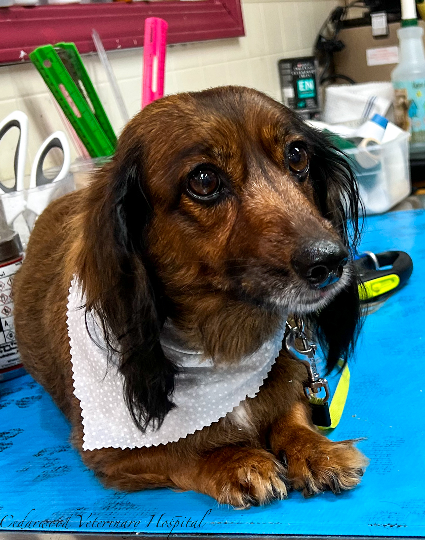 Contact Newport Veterinarians at Cedarwood Veterinary Hospital