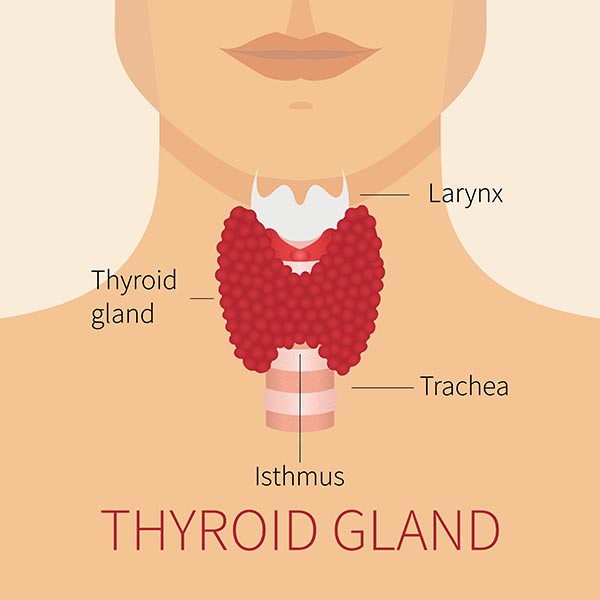 Thyroid Surgery for Hypothyroidism What You Need to Know